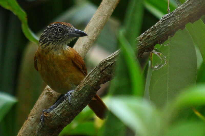 Barred Antshrike female adult, identification