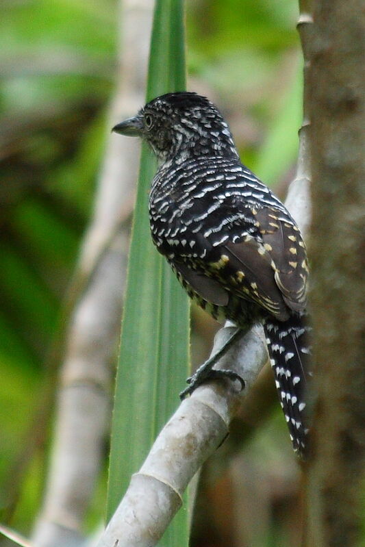 Batara rayé mâle adulte, identification