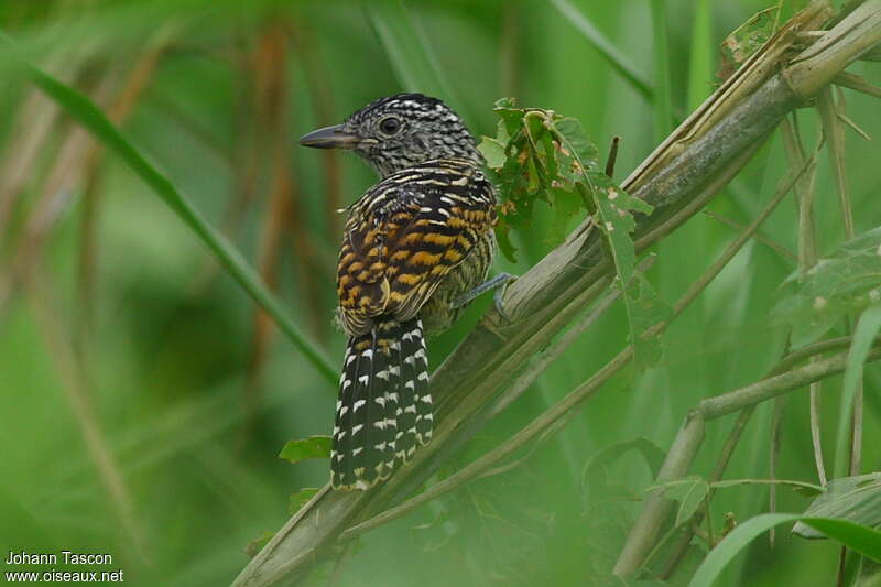 Barred Antshrike male immature, pigmentation