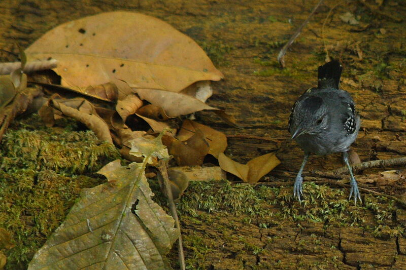 Northern Slaty Antshrike male adult, identification