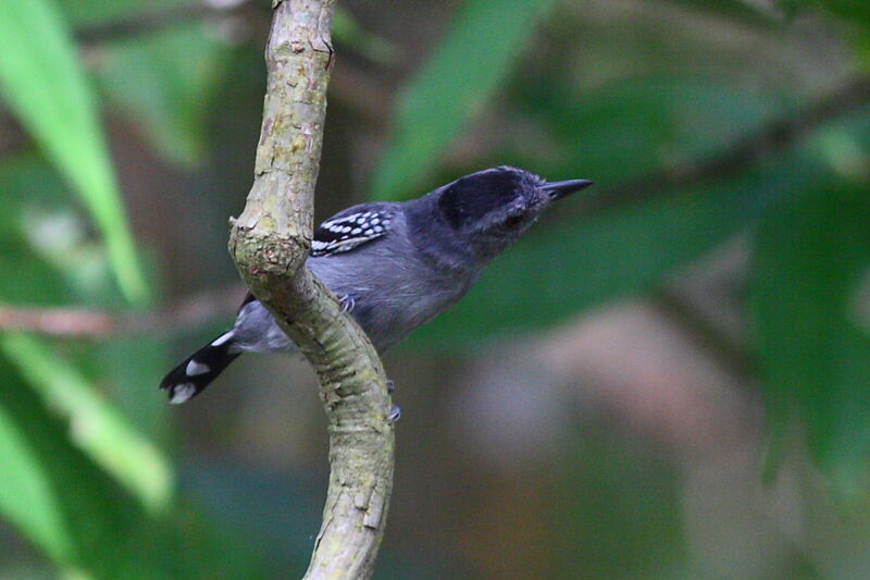 Northern Slaty Antshrike male adult, identification