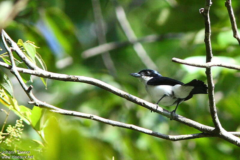 Bécarde du Surinam mâle adulte, identification