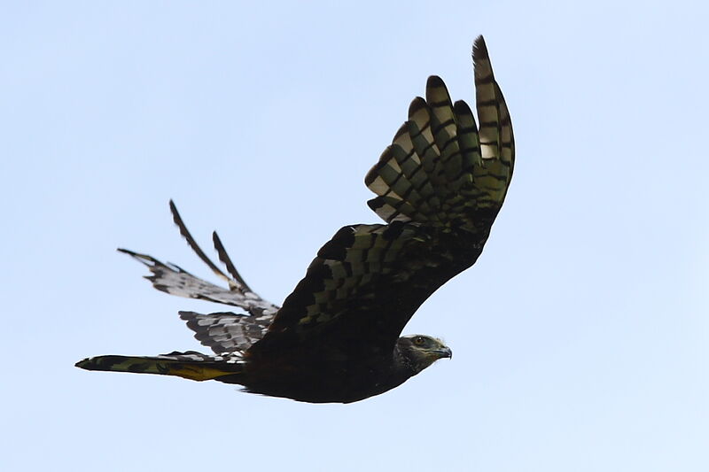 Long-winged Harrier