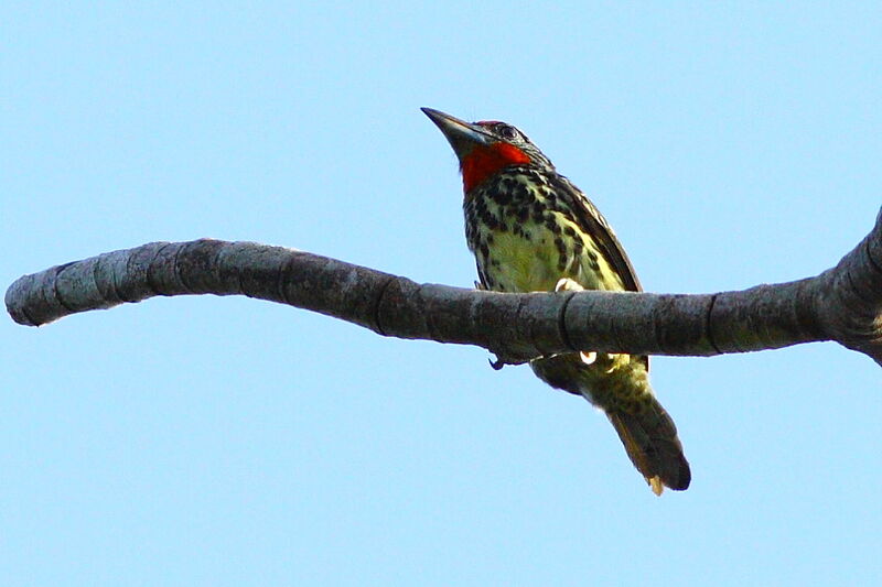 Black-spotted Barbet