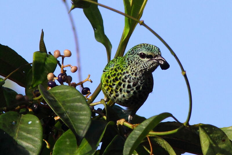 Spotted Tanageradult, identification, Behaviour