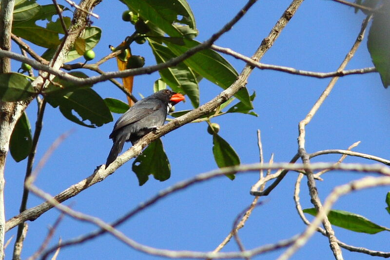 Slate-colored Grosbeak