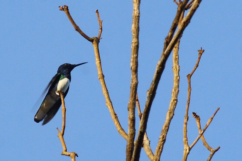 Colibri jacobin mâle adulte