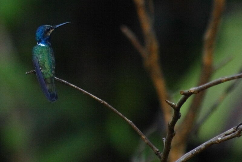 White-necked Jacobin male juvenile