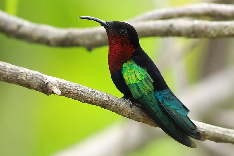 Purple-throated Caribadult