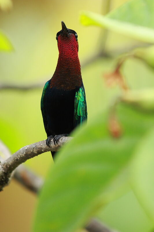 Purple-throated Carib