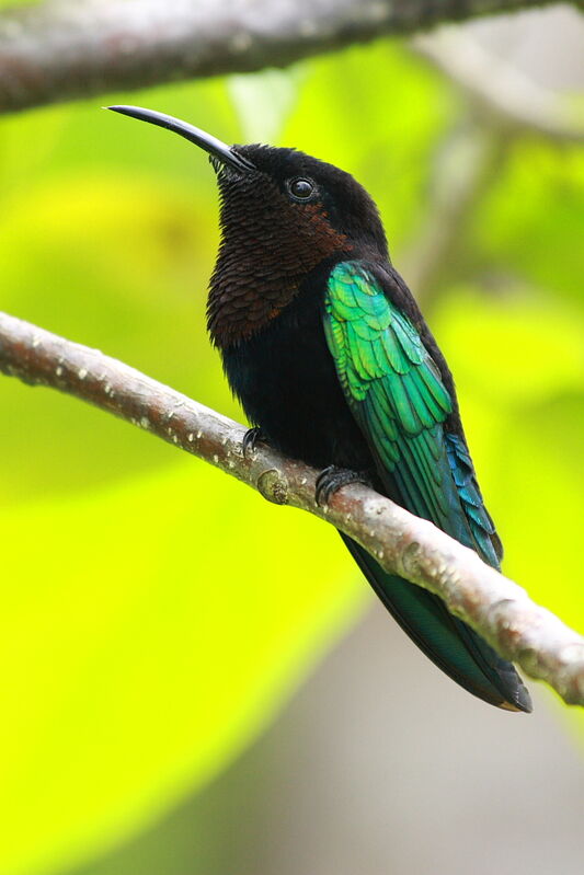 Purple-throated Carib