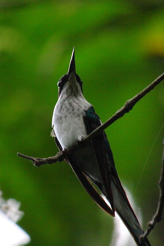 Black-eared Fairy