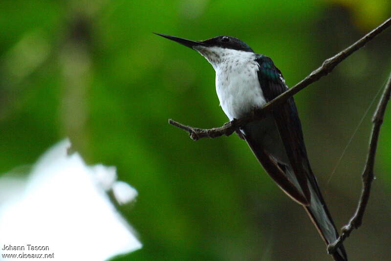 Black-eared Fairy, identification