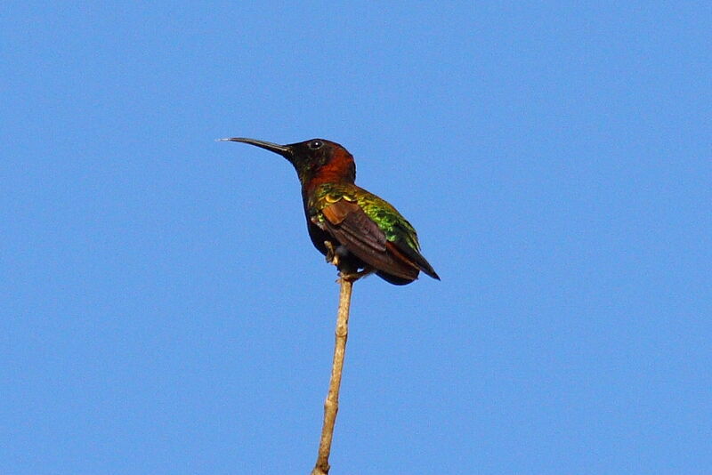 Crimson Topaz male adult