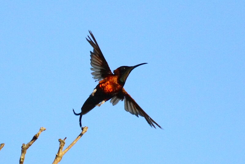 Crimson Topaz male adult