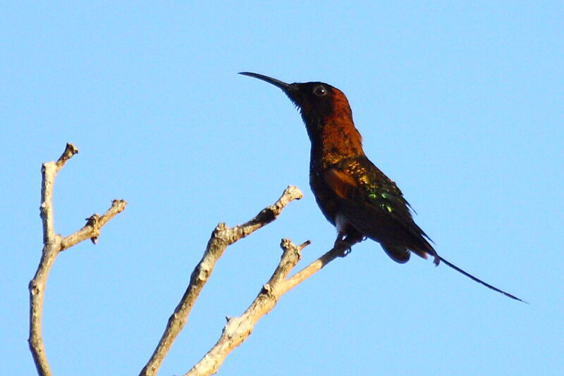 Crimson Topaz male adult