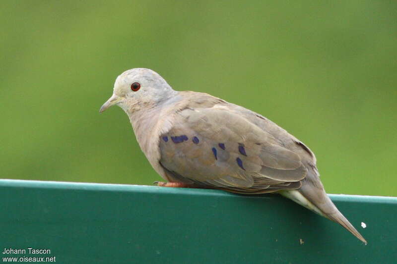 Plain-breasted Ground Doveadult, aspect