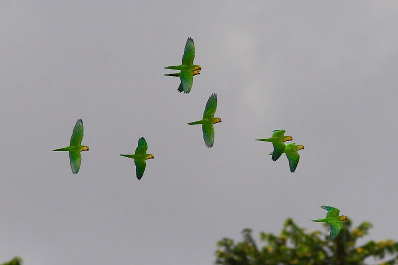 Conure cuivrée