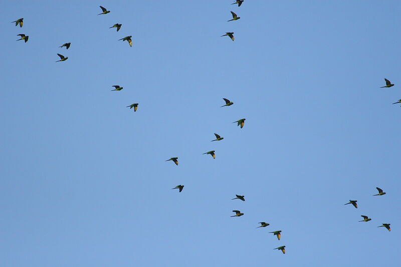 White-eyed Parakeet