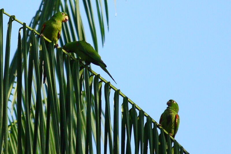 White-eyed Parakeet, identification