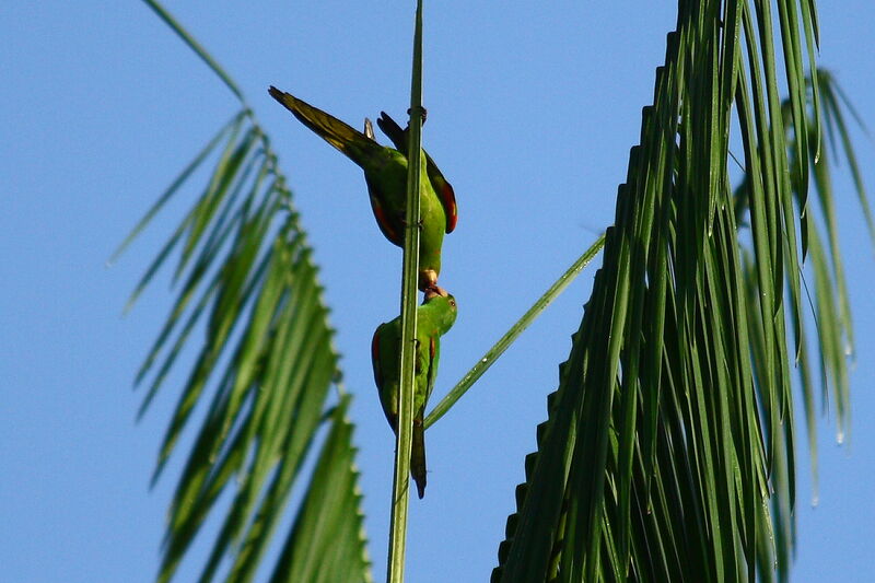 White-eyed Parakeet