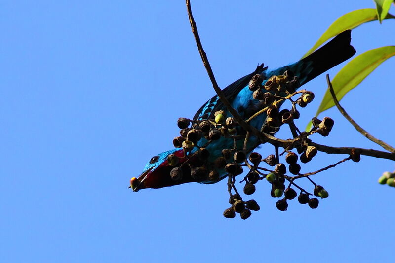 Cotinga de Cayenne mâle adulte, identification