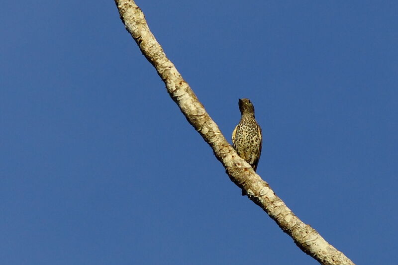 Cotinga de Daubenton femelle adulte, identification