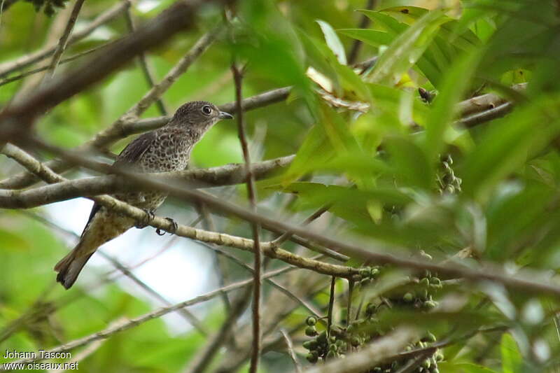 Cotinga de Daubenton femelle adulte, identification