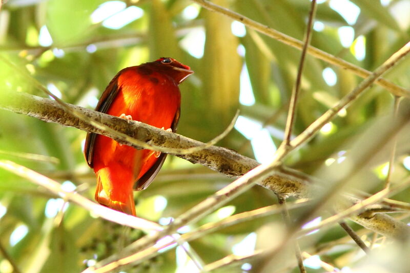 Guianan Red Cotinga male adult, identification