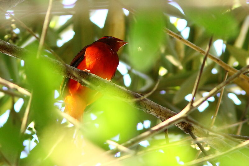 Guianan Red Cotinga male adult, identification