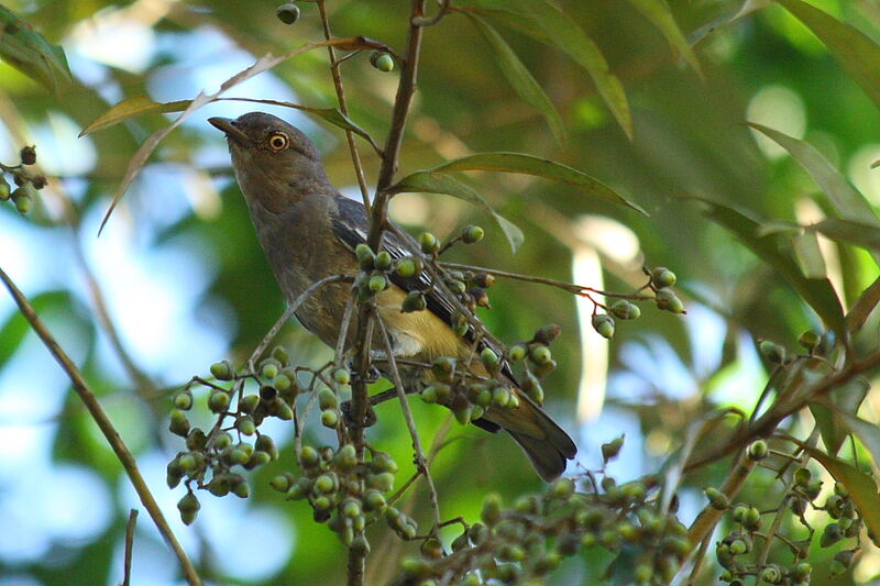 Cotinga pompadour femelle adulte