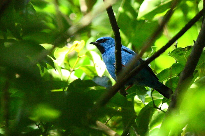 Blue Dacnis male adult