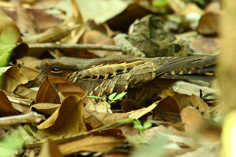 Pauraque, identification