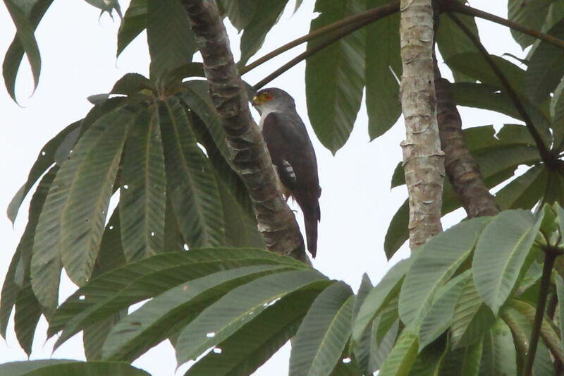 Tiny Hawkadult, identification