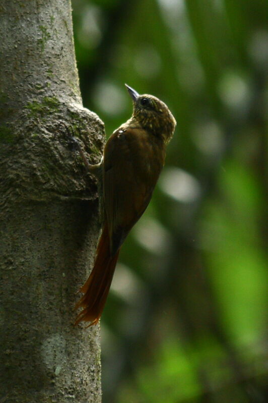 Wedge-billed Woodcreeper