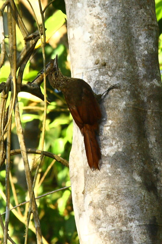 Chestnut-rumped Woodcreeper, identification