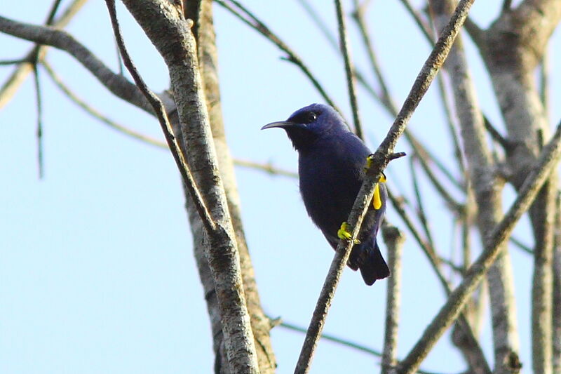 Purple Honeycreeper male adult