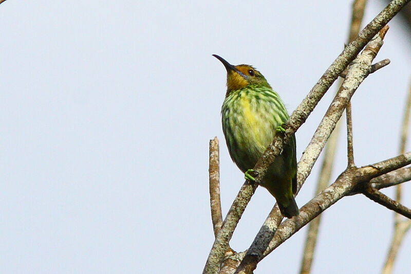 Purple Honeycreeper female adult