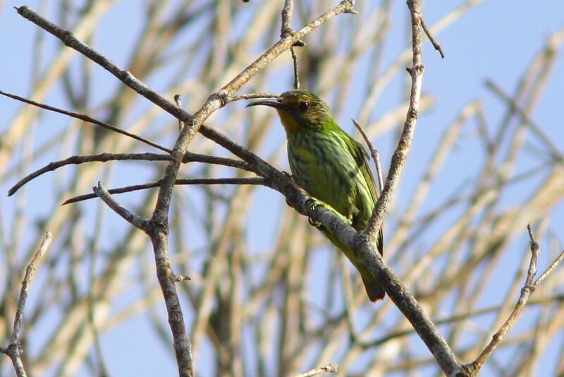 Purple Honeycreeper female adult