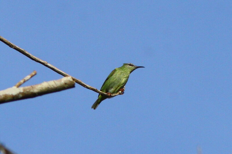 Red-legged Honeycreeper