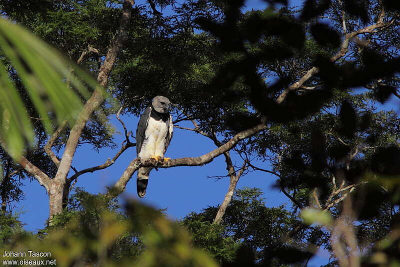 Harpy Eagleadult, habitat, fishing/hunting