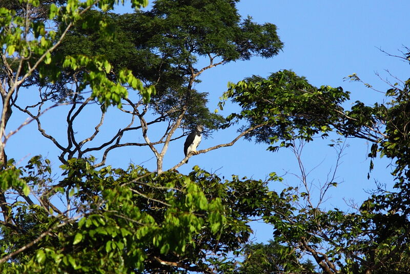 Harpy Eagleadult, identification, Behaviour