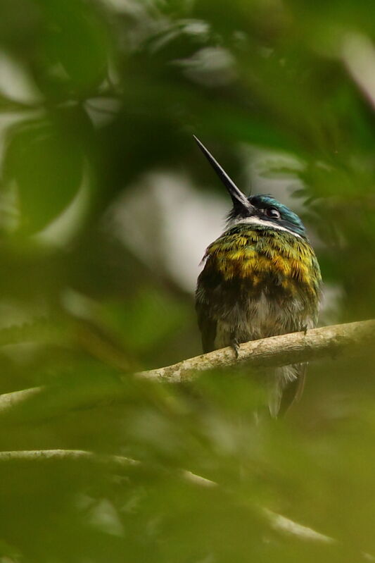 Jacamar à ventre blancadulte, identification