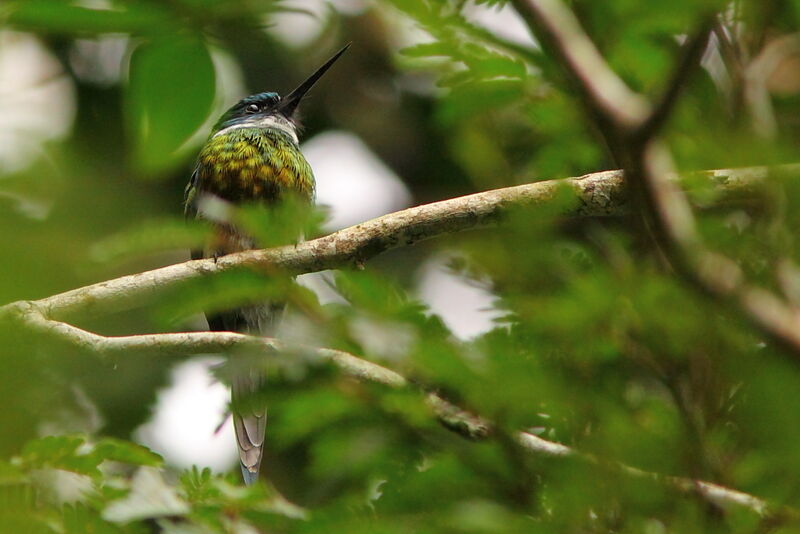 Bronzy Jacamar