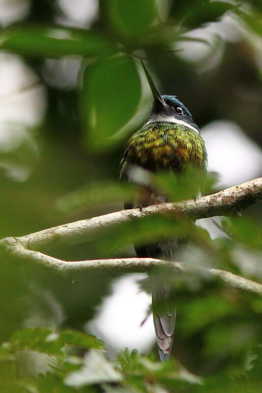 Bronzy Jacamaradult, identification