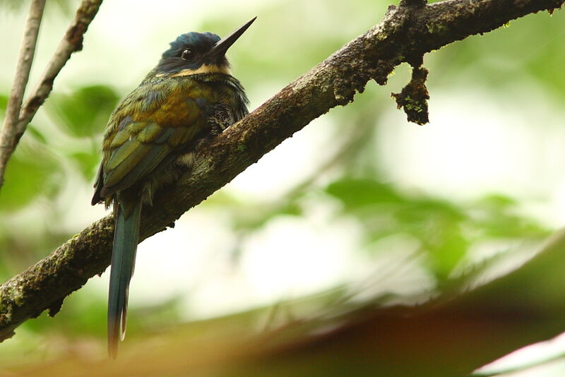 Jacamar à ventre blancadulte, identification