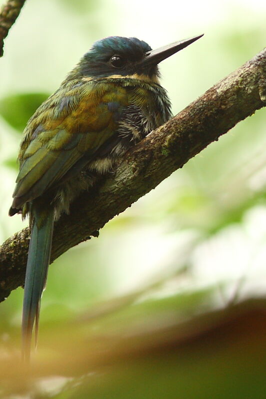 Jacamar à ventre blancadulte, identification