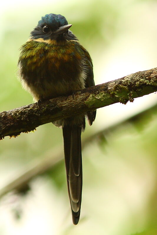 Jacamar à ventre blancadulte, identification