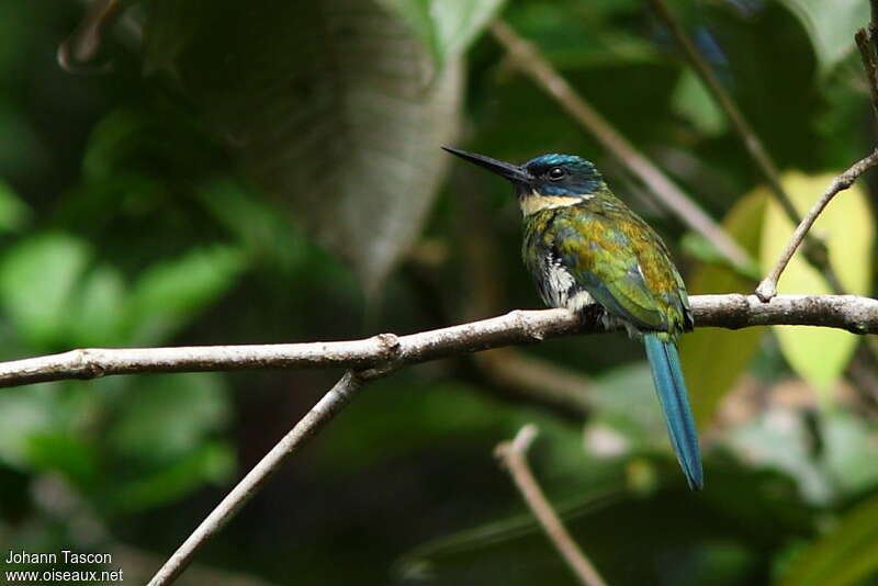 Bronzy Jacamar female adult, identification