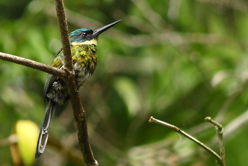 Jacamar à ventre blancadulte, identification